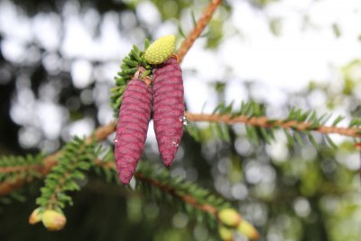 Picea orientalis 'Aureospicata' - smrk východní - žlutý jarní výhonek a červené samičí šištice před opylením